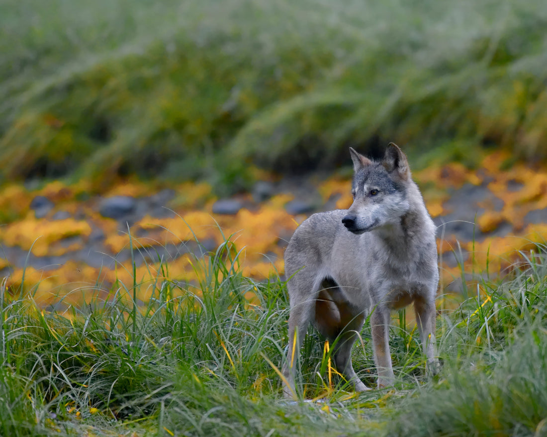 The Sea Wolves of the Great Bear Rain Forest