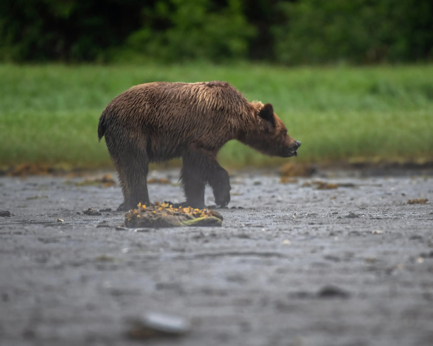Grizzlie Bear 9 in exclusive wildlife photography