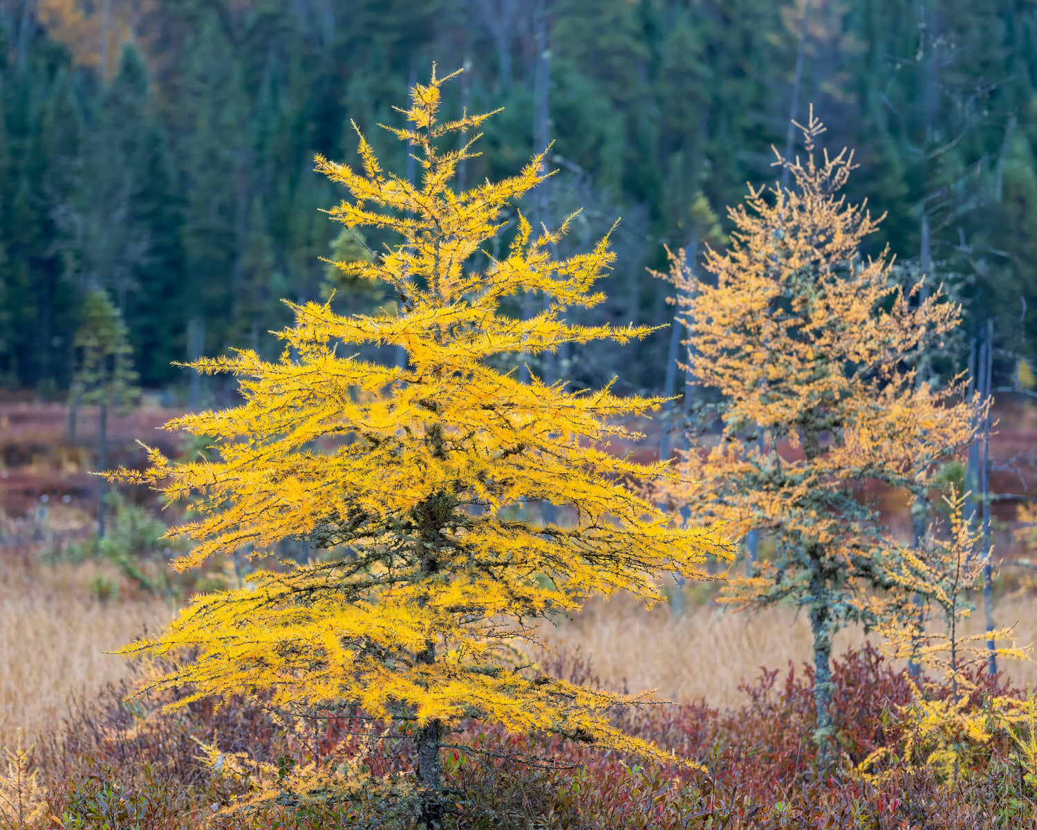 Nature and Landscapes