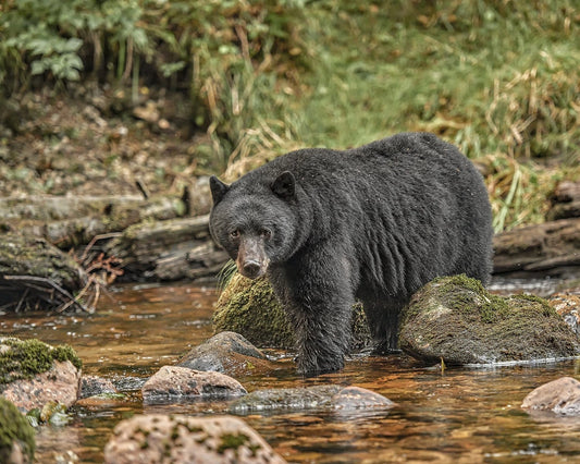 Black Bear in Stream captured in dynamic wildlife photography