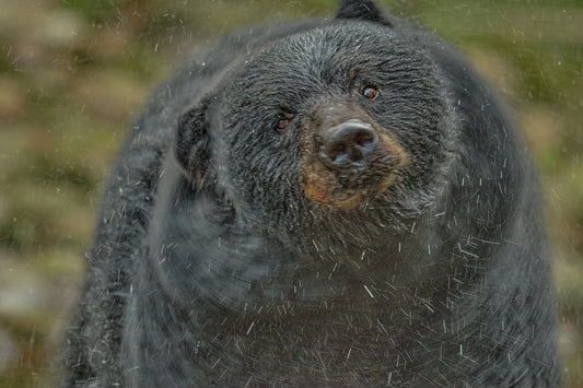 Black Bear captured in bold wildlife photography