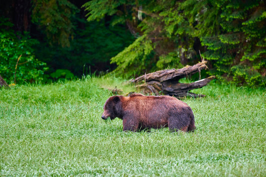 Grizzlie Bear 1 captured in dynamic wildlife photography