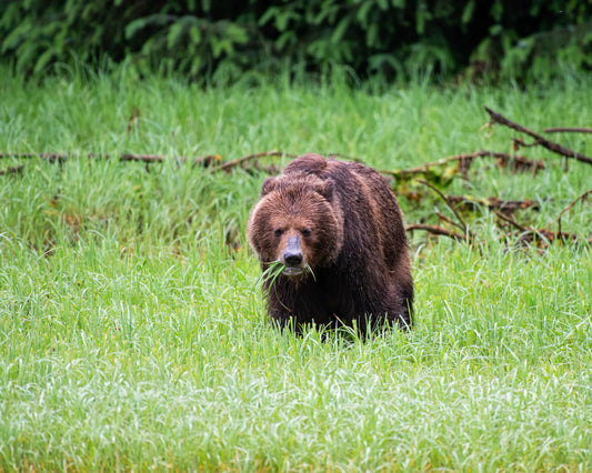 Grizzlie Bear 2 in exclusive wildlife photography