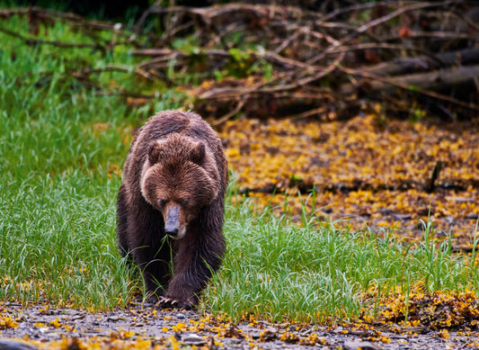 Grizzlie Bear 3 showcased in striking wildlife photography