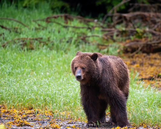Grizzlie Bear 4 captured in captivating wildlife photography