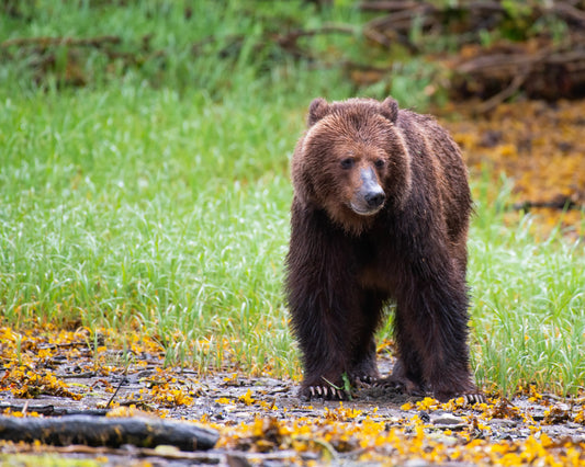 Grizzlie Bear 5 in dynamic wildlife photography
